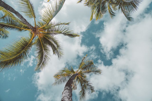 palm trees with the blue sky as a background